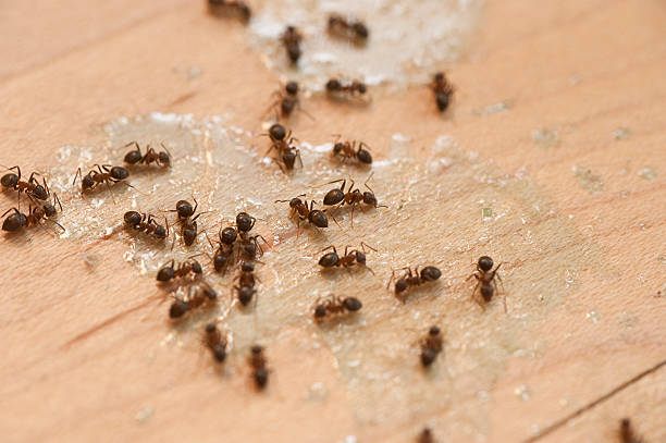 Best Termite Control Services  in USA